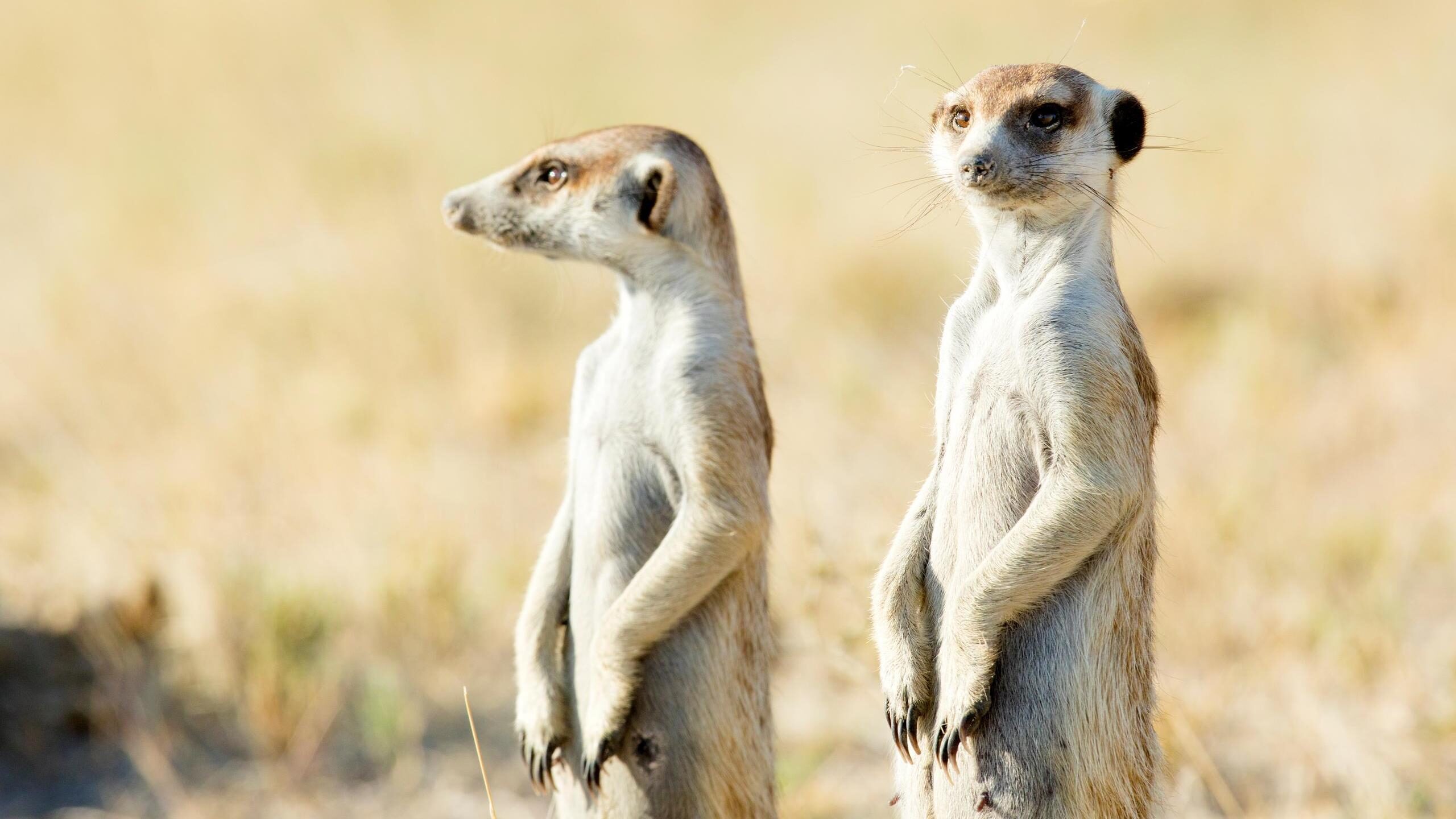 Two meerkats standing upright on their hind legs and looking out across a sunlit, grassy plain.