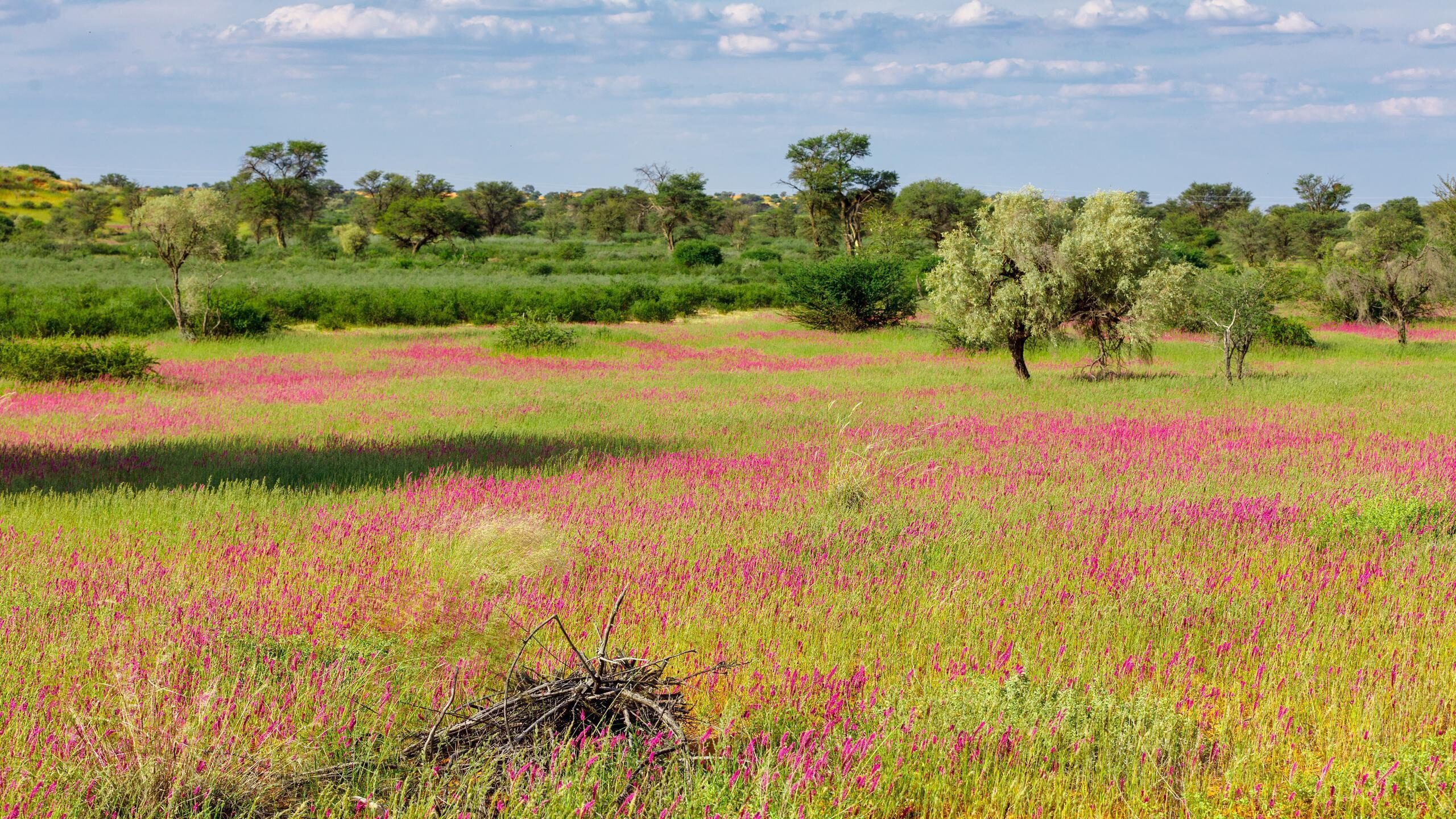 Vast field of bright pink wildflowers in a green Kalahari landscape under a cloudy blue sky.
