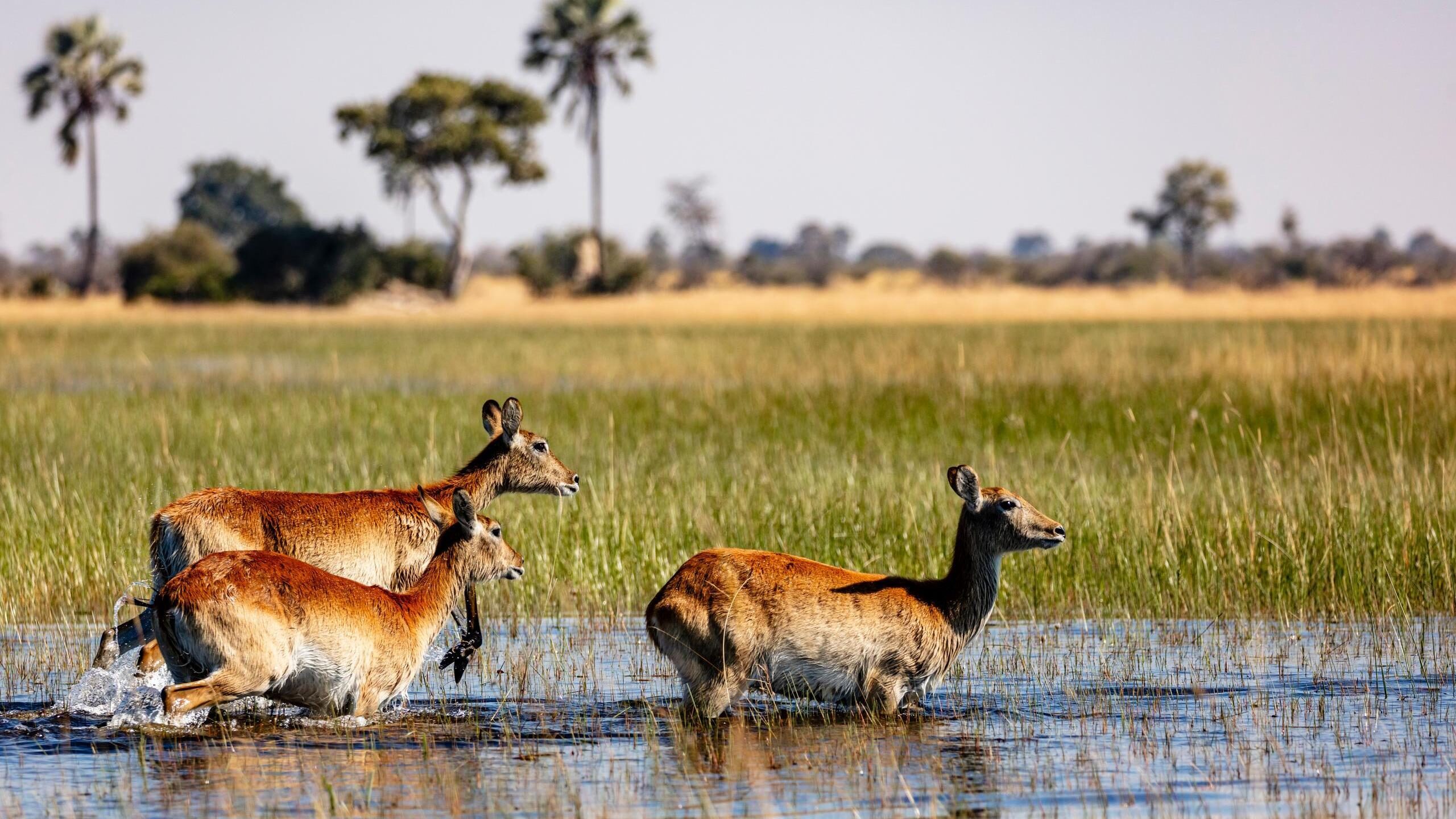 Three red lechwe antelopes wading through shallow water in a grassy wetland with palm trees.