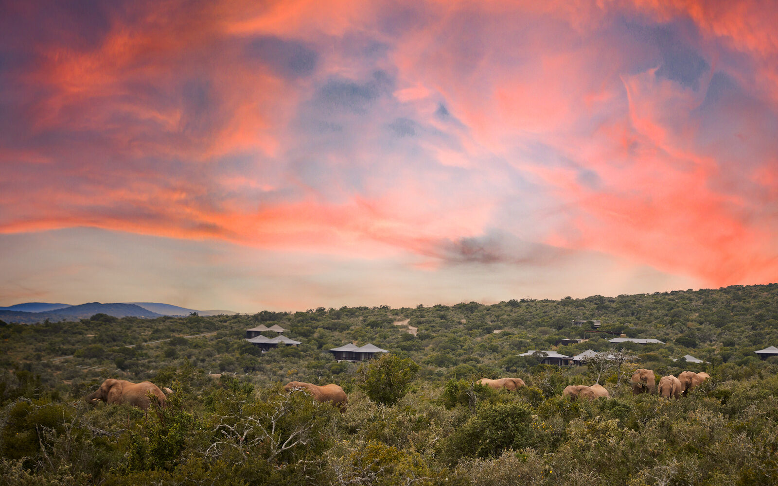 A herd of elephants moving through the bush beneath a streaked pink sunset sky at Kwandwe Ecca Lodge.