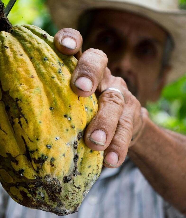 Harvesting organic cacao in Costa Rica, typically best from December to April, and observing Cape fur seals in South Africa’s Western Cape with a marine biologist, where they can be seen year-round.