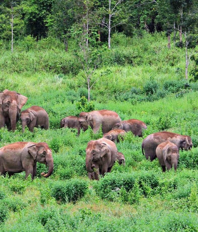 Spotting wild elephants in Thailand’s Kui Buri National Park, and learning ancient Maasai skills at the Warriors Academy at Saruni Samburu in Kenya.