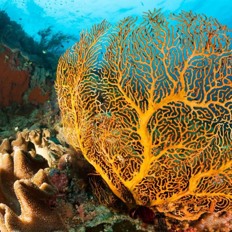 Detailed close-up of a large orange sea fan coral on a tropical coral reef underwater.