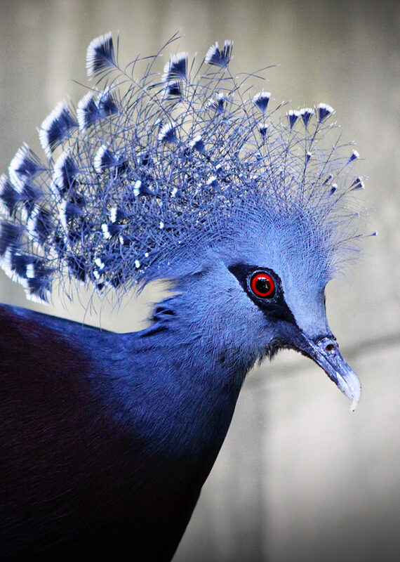 Close-up of a Victoria crowned pigeon with intricate blue crest feathers and a red eye.