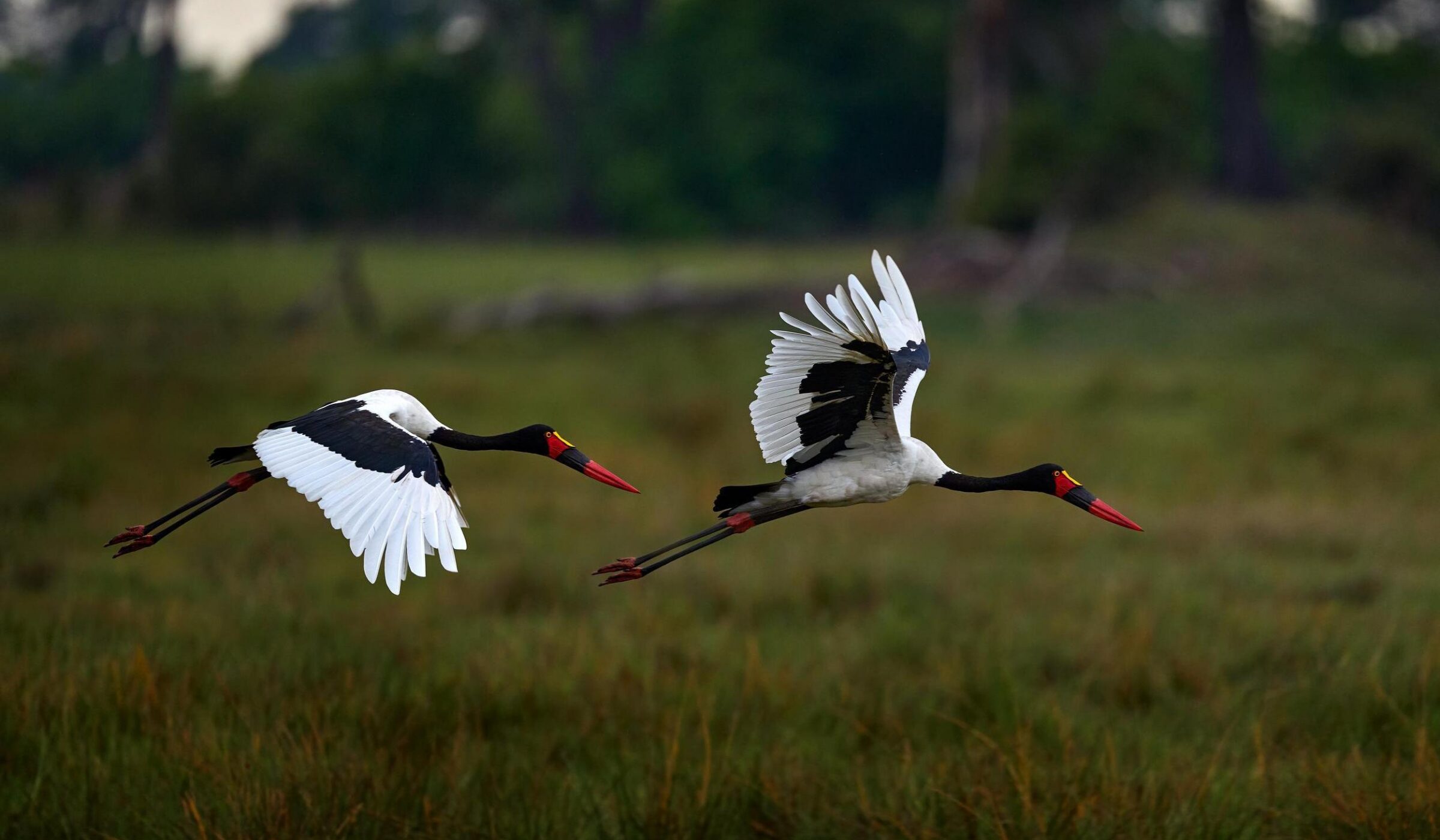 Explore more in the Southern Okavango Delta
