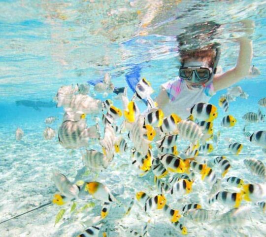 Spot parrotfish, sergeant fish and butterflyfish around Cambodia’s southern islands.