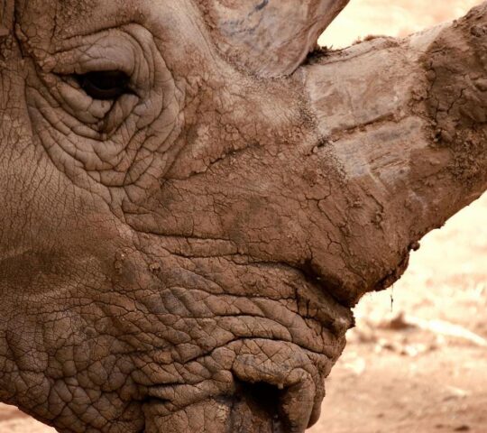 Keep an eye out for the Big Five, including rhinos