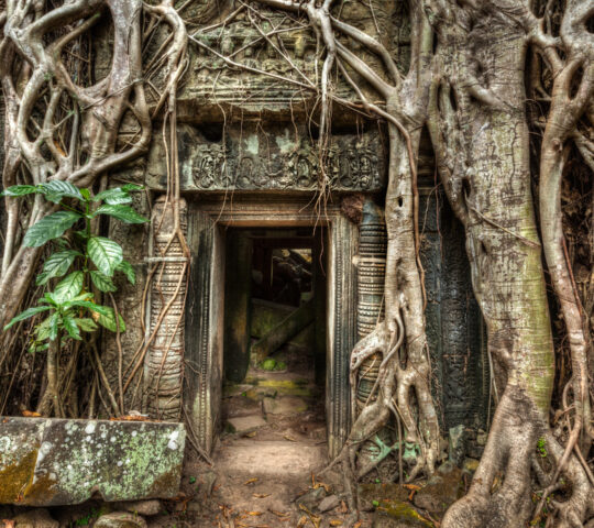 At Ta Prohm, children and teenagers might feel like stepping into a jungle adventure.