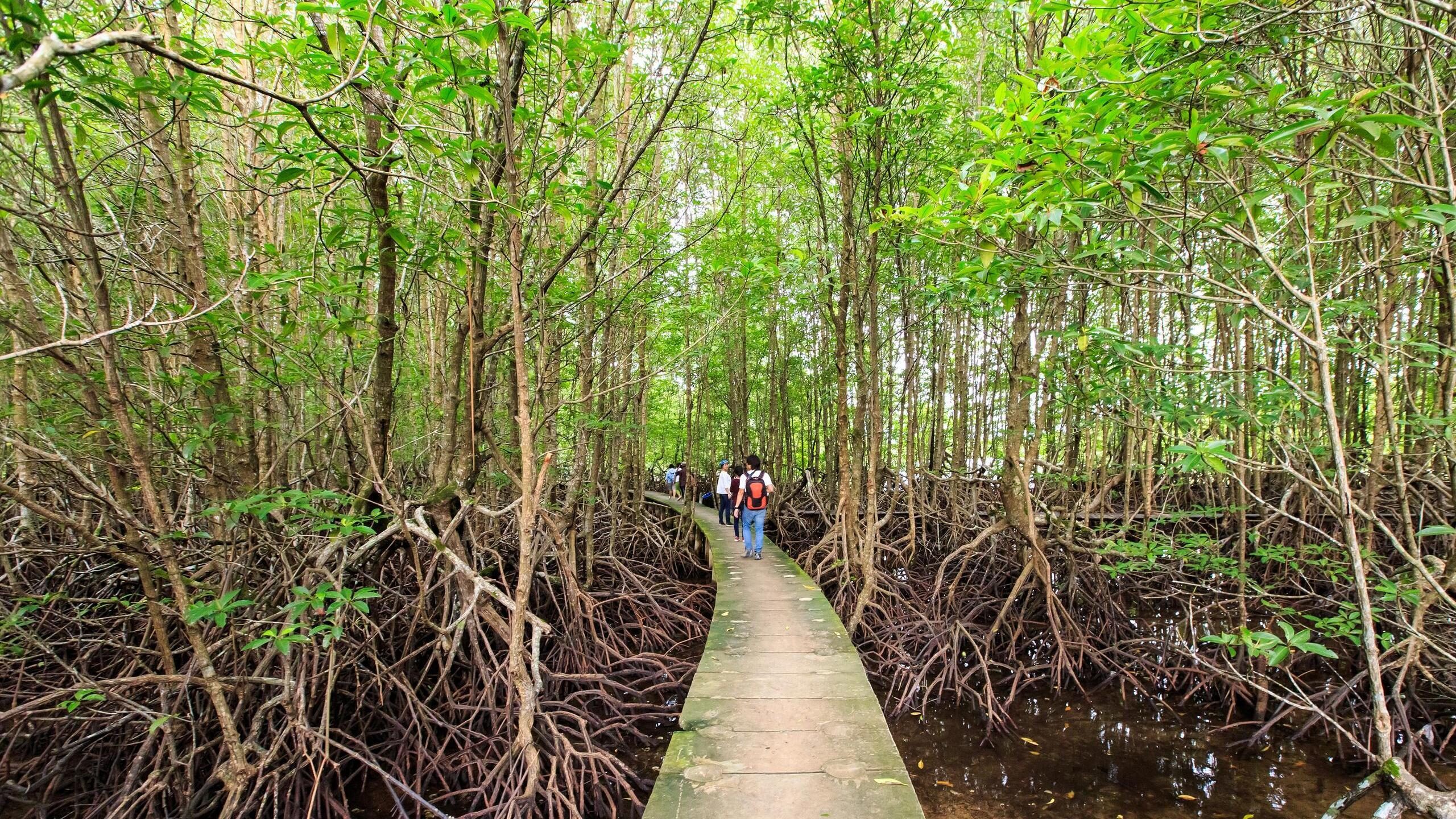 A narrow concrete walkway winding through a lush mangrove forest with thick, exposed roots under green trees.