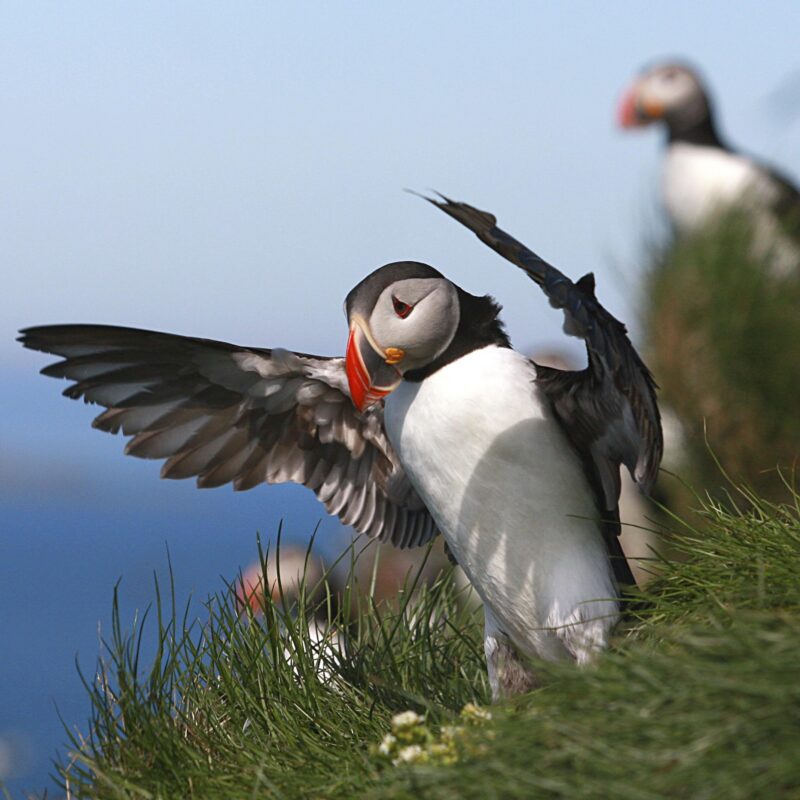A puffin bird with open wings standing on a grassy cliff during an Iceland family luxury tour.