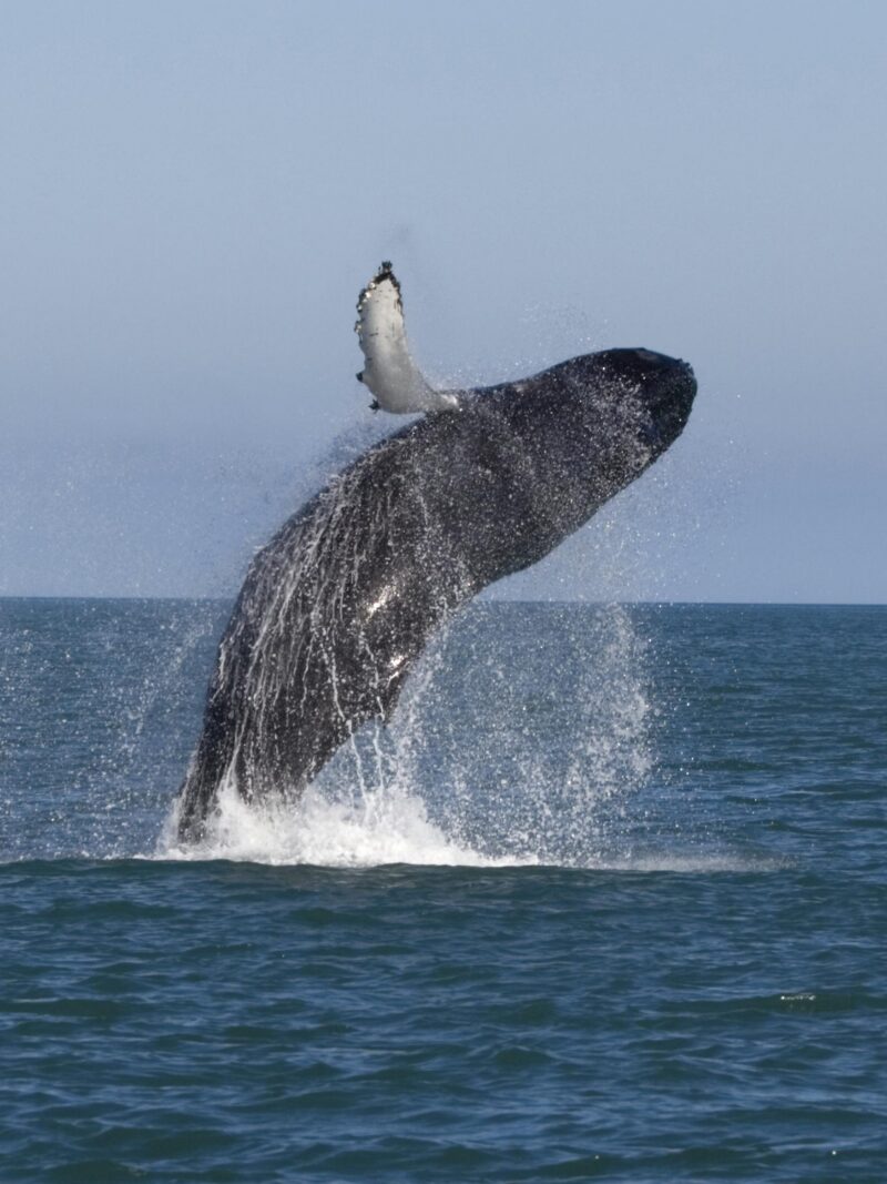 A whale jumping out of the ocean water during a whale watching tour on an Iceland family luxury tour.