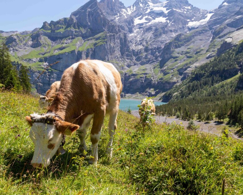 Traditional alpine farm visit