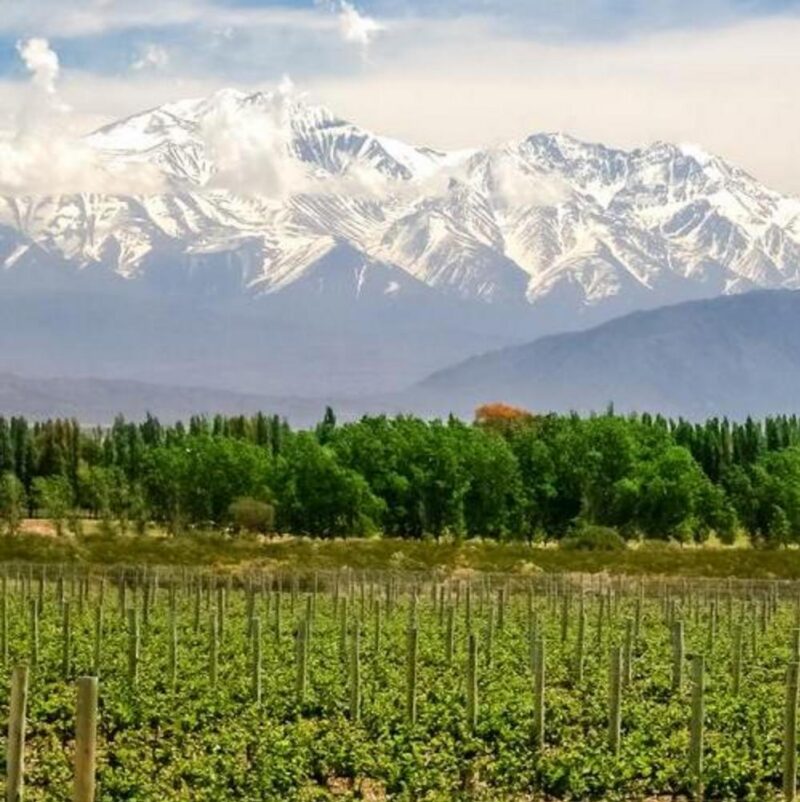 A lush green vineyard in the foreground with a view of massive snow-covered mountains under a cloudy sky.