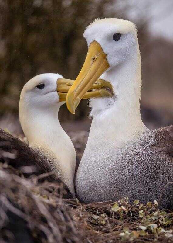Close-up of two waved albatrosses with large yellow beaks touching during a mating ritual in the Galapagos.