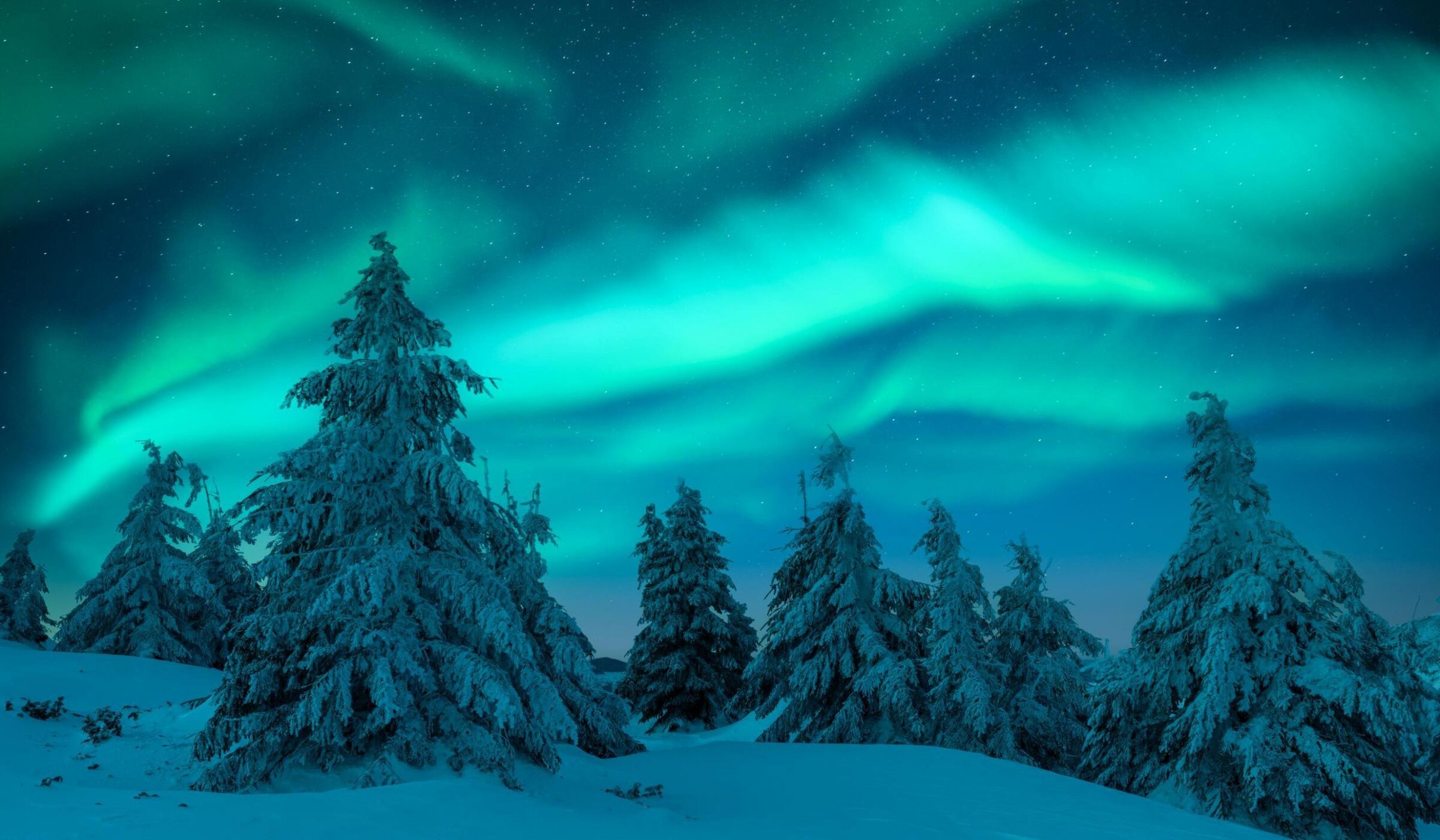 Green northern lights glow in a starry sky over a group of snow-laden pine trees in a winter forest.