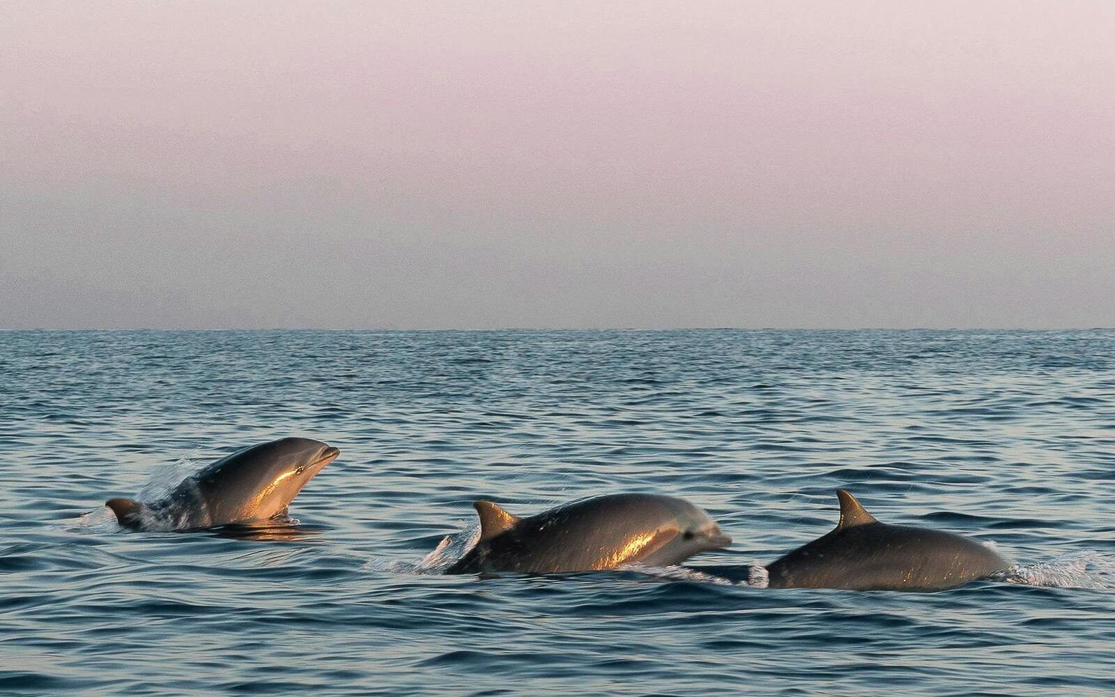 Spotting dolphins at sunrise in the waters around Sumba, Indonesia.