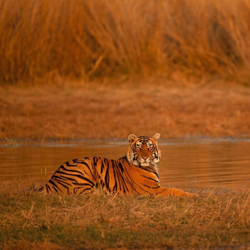 A tiger lies in the grass at the edge of a calm pond facing forward.