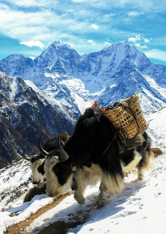 Two yaks carrying cargo walk along a snowy mountain ridge path.