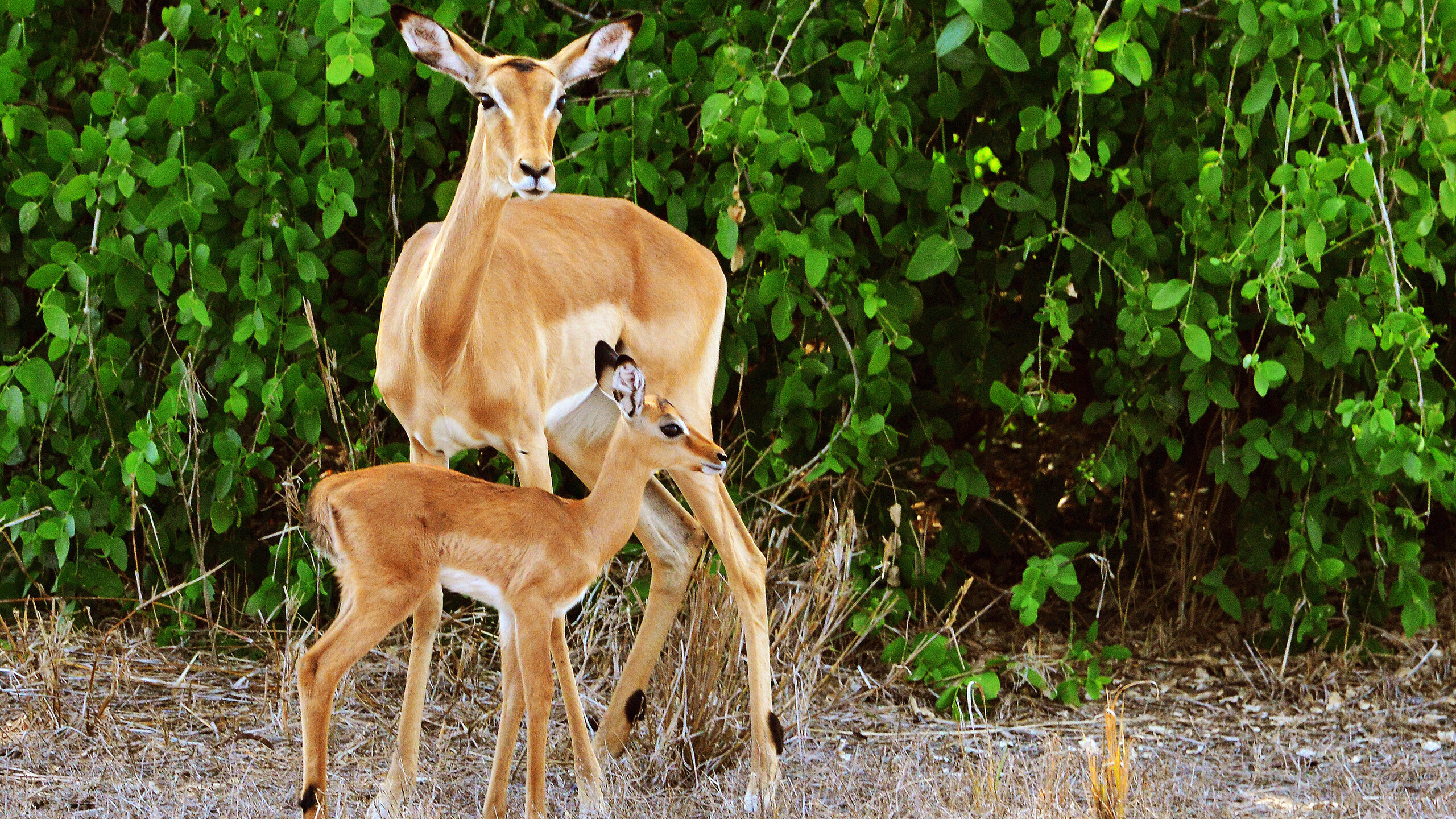 An adult impala standing next to its small calf against a background of green bushes.