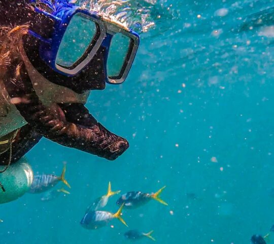Float above Bazaruto’s coral gardens, watching the Indian Ocean shift in colour beneath you.