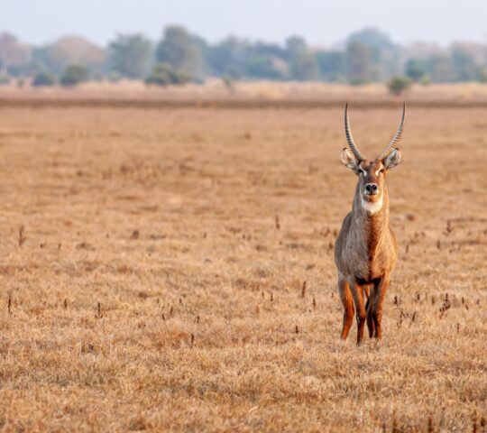 Waterbuck are large antelopes with shaggy coats and distinctive white rump markings.