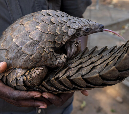 Gorongosa’s pangolin work focuses on rescue, protection and release.