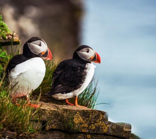 Spot puffins nesting in the cliffs