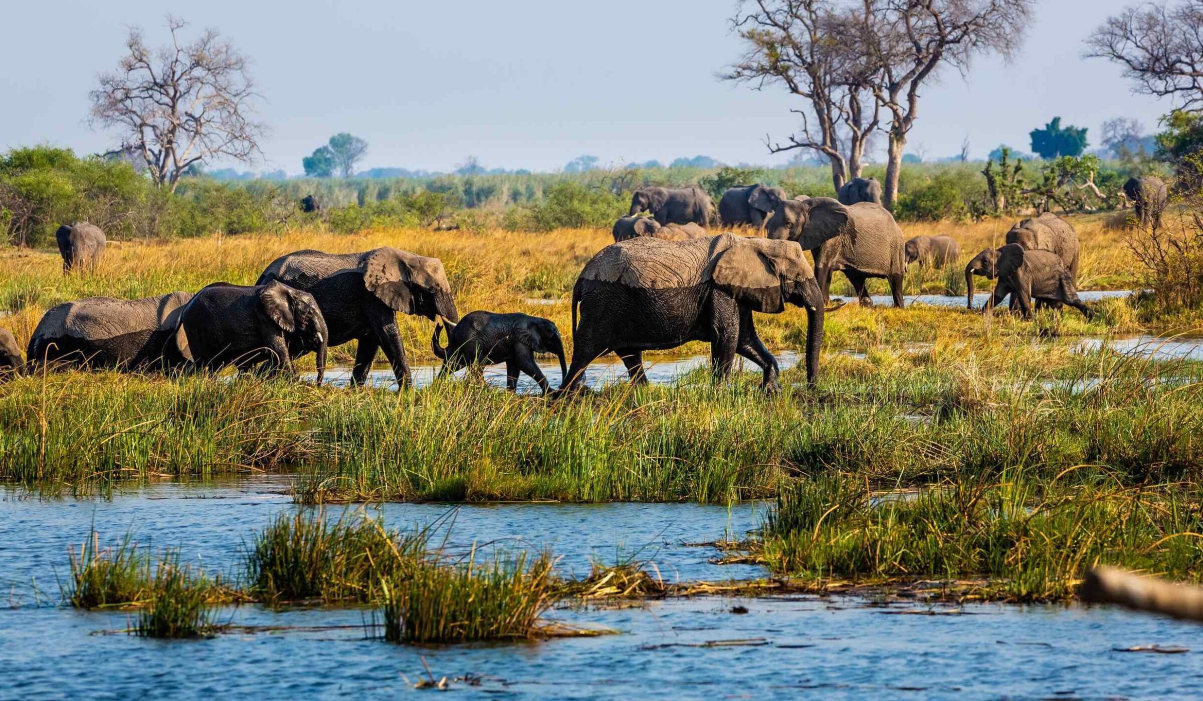 Elephants walking through wetlands in the Caprivi Strip