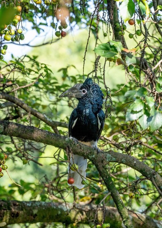 A large dark hornbill bird perched on a tree branch surrounded by small green and red fruits.
