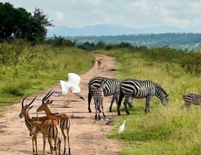 Luxury Safaris