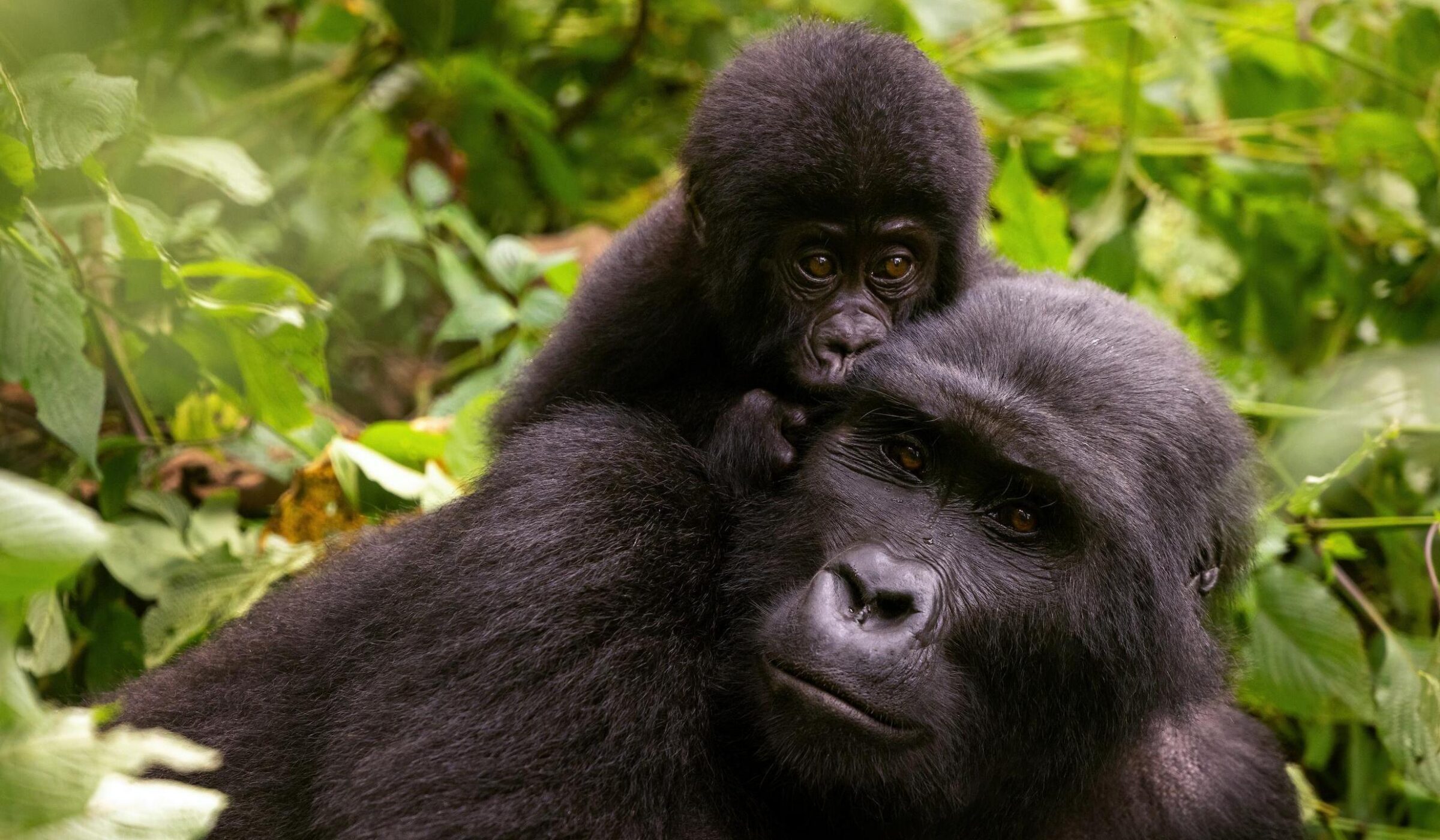 Close-up of a baby mountain gorilla clinging to an adult in the jungle during a Rwanda honeymoon.