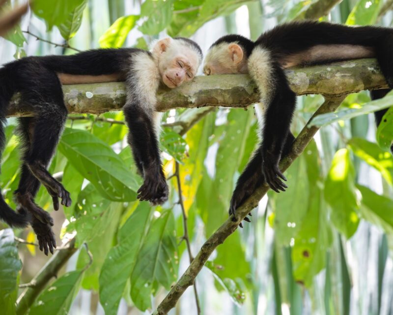 Two white-faced monkeys resting on a green tree branch during Costa Rica adventure tours.