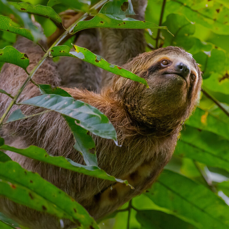 Close-up of a brown sloth climbing through green leaves during Costa Rica adventure tours.