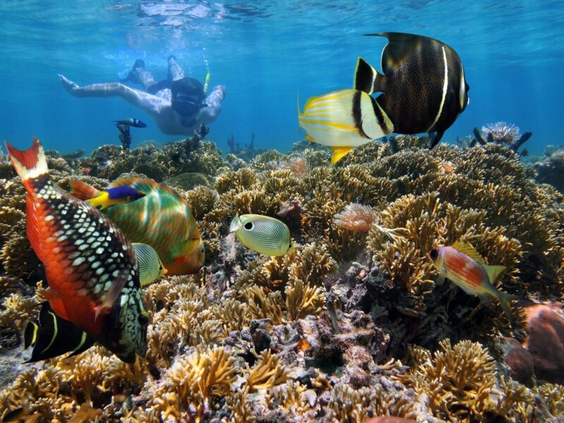 Person snorkelling underwater over a colourful coral reef surrounded by tropical fish on Costa Rica adventure tours.