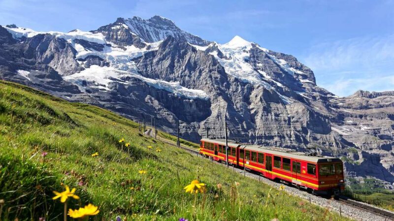A red mountain train travels on a track across a grassy hill with yellow wildflowers toward rugged, snowy mountains.