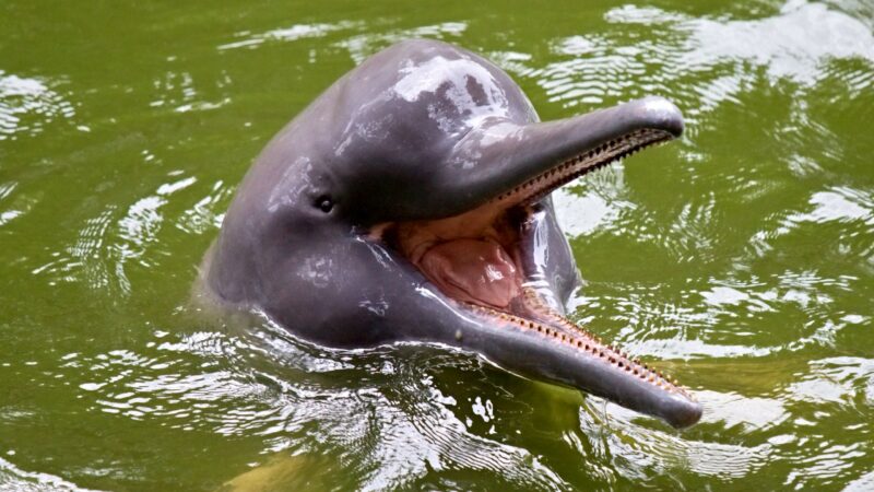 A pink river dolphin surfaces with an open toothed mouth in green water during a latin america expedition cruise.