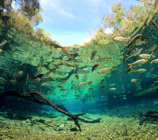 Admire the incredible underwater visibility of Bonito's rivers