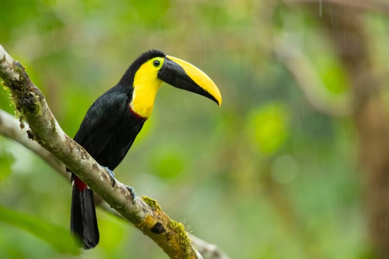 choco toucan on brand in the cloud forests of Ecuador