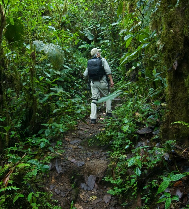 Hiking through the lush greenery of Ecuador's cloud forests