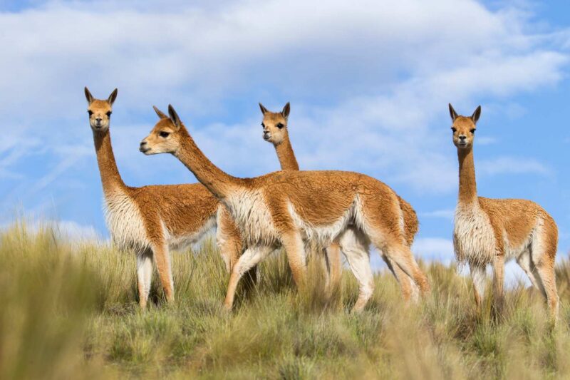 A group of vicuñas stood in long grass in the Peruvian Andes