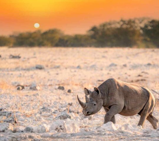A black rhino in Etosha National Park