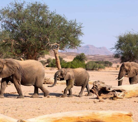 Desert-adapted elephants