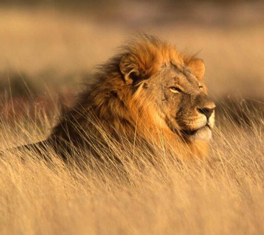 Spot lions in Damaraland and Etosha National Park
