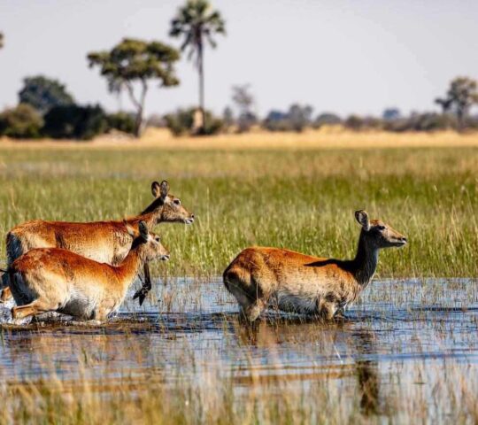 Red lechwe in the wetlands