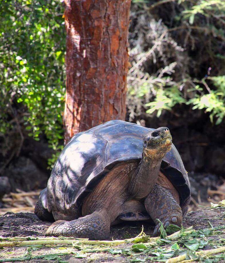 Gaze out over the landscape of the Galapágos Islands from the Moniquex27;s upper deck, and head on shore to learn about giant tortoise conservation at the Charles Darwin Research Station.