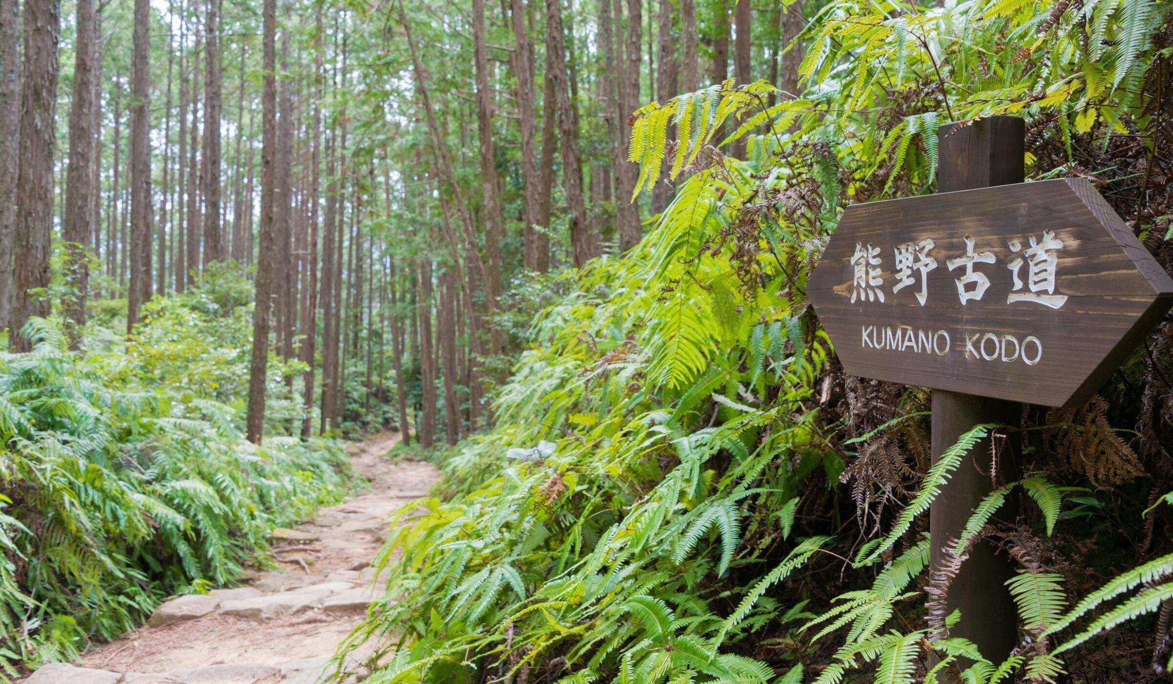 A wooden sign marked Kumano Kodo along a dirt trail through a dense forest with ferns.