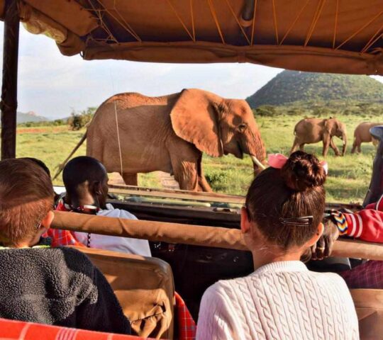 Go on game drives with a private guide
