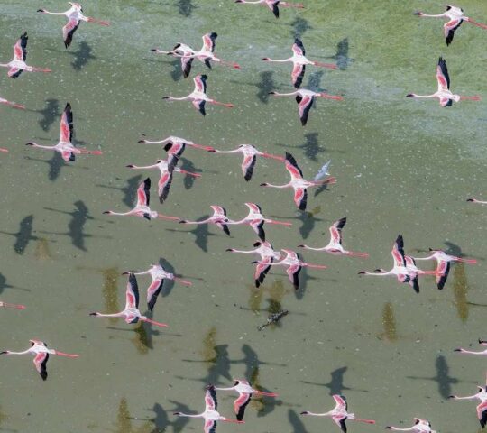 Observe soaring flocks of lesser flamingoes