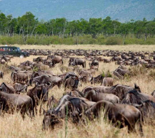 See the Great Migration up close
