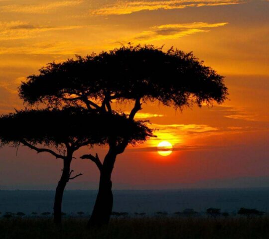 Head out on night safaris